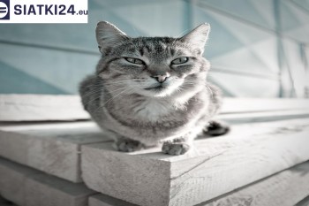 Siatki Pleszew - Siatka na balkony dla kota i zabezpieczenie dzieci dla terenów Pleszewa