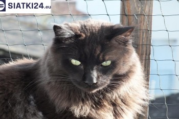 Siatki Pleszew - Zabezpieczenie balkonu siatką - Kocia siatka - bezpieczny kot dla terenów Pleszewa